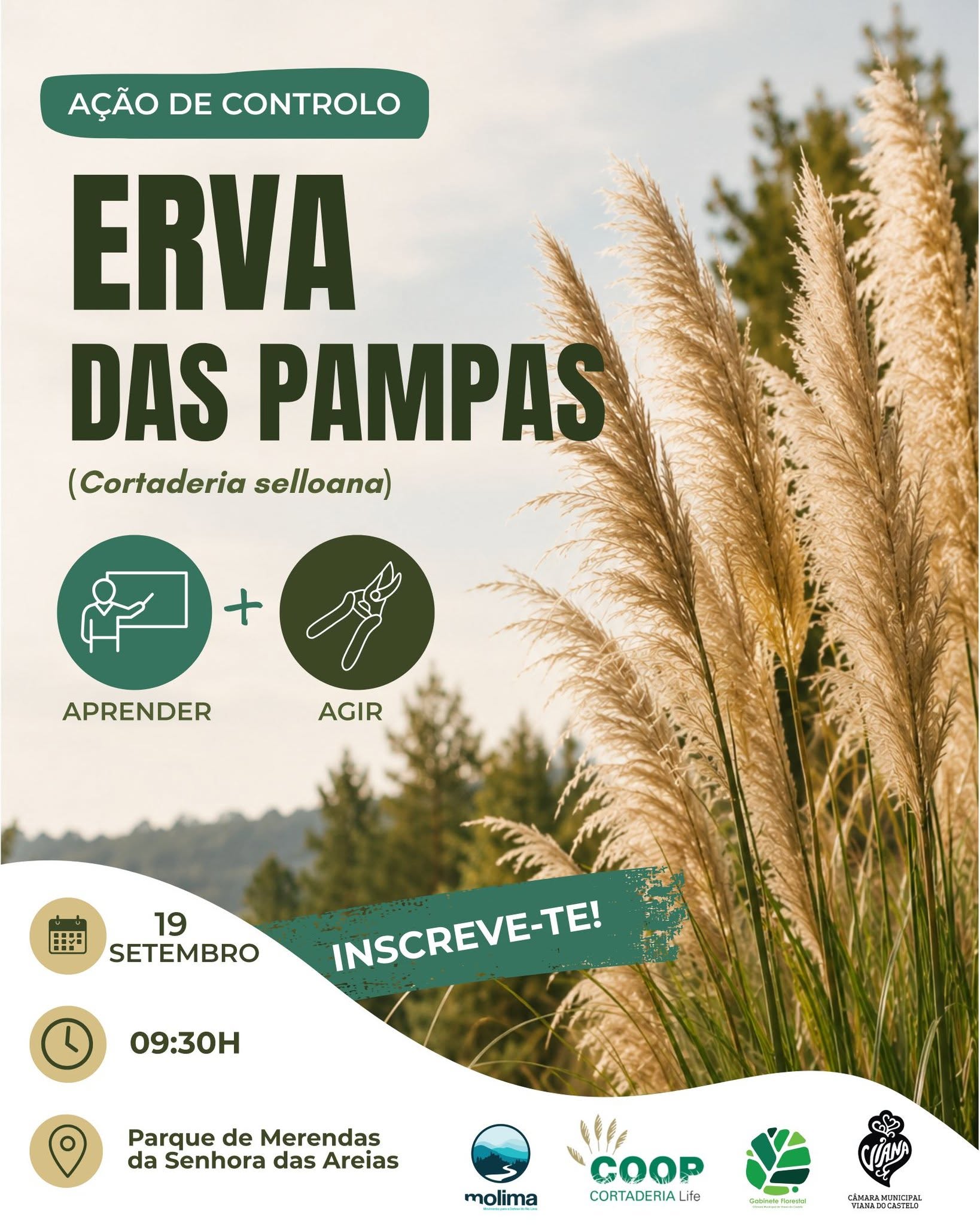 Ação de Controlo: Erva das Pampas (Cortaderia selloana)